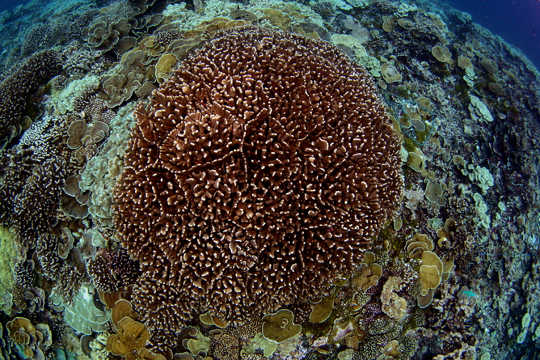 جزر الخط الجنوبي. تعني الإنتاجية العالية زيادة نمو الشعاب المرجانية وتغطية توفر الحماية الساحلية للدول الجزرية وزيادة التنوع البيولوجي والوفرة. Brian Zgliczynski - معهد سكريبس لعلم المحيطات ، سان دييغو ، كاليفورنيا