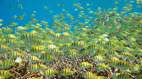 Productiviteit bij Palmyra-atol, het centrale massief van het eiland in de Stille Oceaan met enorme visserijbeloningen voor een verder lege oceaan. Gareth J Williams, School of Ocean Sciences, Bangor University, Verenigd Koninkrijk