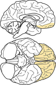 Córtex orbitofrontal humano (OFC). A imagem de cima mostra o OFC em uma fatia no meio do cérebro, enquanto a imagem de baixo mostra o cérebro visto de baixo, revelando o OFC cobrindo a parte do cérebro bem acima dos globos oculares. Morten Kringelbach