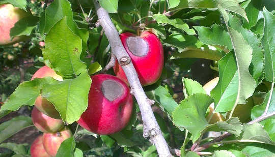 Sun-damaged Pink Lady® apples in Western Australia Rebecca Darbyshire