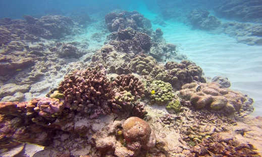 récif de corail mort 5 5