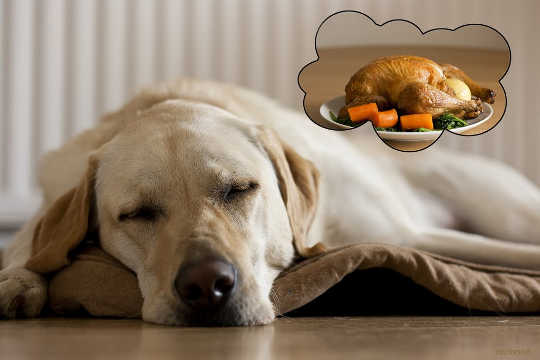 לכלבים יש פי 3 יותר BPA לאחר אכילת מזון משומר