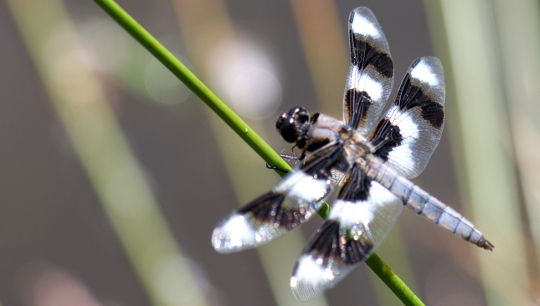 為什麼蜻蜓是淡水保護的哨兵