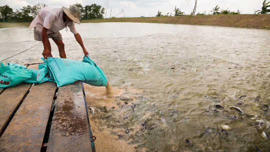 Apakah Jagung-diberi makan Ikan Kurang Sehat Untuk Makan?