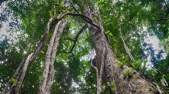 빠르게 성장하는 라이 아나 포도 나무가 기어 올라서 새로운 나무 성장을 막습니다. 이미지 : 폴 고다드 경유의 Flickr