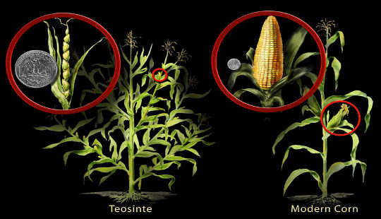 Сучасна культивована кукурудза була одомашнена з теосинту, древньої трави, понад 6,000 років завдяки звичайному розведенню. Ніколь Рейджер Фуллер, Національний науковий фонд
