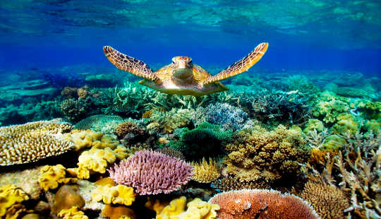 Pemutihan Karang Datang ke Great Barrier Reef Sebagai Global Warming Record-breaking Lanjutkan