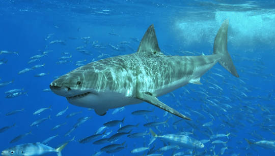 Tại sao bảy năm của tôi đếm những con cá mập trắng lớn đang gặp rắc rối