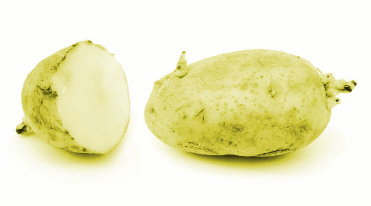 kentang bertunas hijau