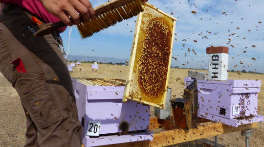 蜂のコロニーを操作する。 Elina L. Nino、著者提供