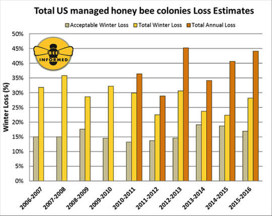 Honigbienen2 5 24