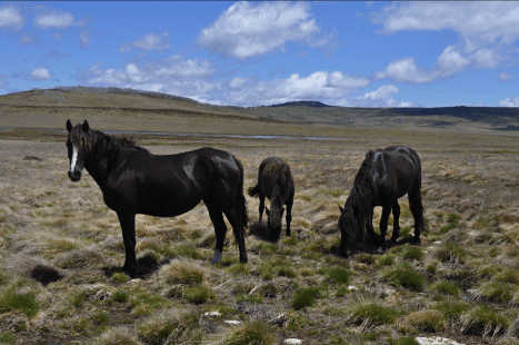 Wilde Pferde im hübschen Tal, Bogong-Hochebenen. James Camac