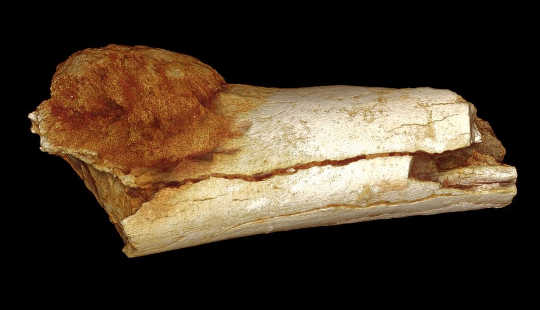 A lábcsont külső morfológiájának volumenben nyújtott képe mutatja az elsődleges csontrák kiterjedésének mértékét a csont felszínén túl. Patrick Randolph-Quinney (UCLAN)