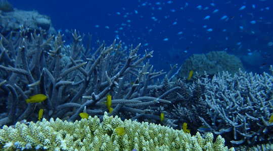 Me ajattelemme koralliriuttoja monipuolisena ekosysteeminä, mutta jokainen koralli on koko ja monimutkainen mikroelämä, joka on silmiin huomaamattomia organismeja. Floriaan Devloo-Delva, tekijä toimitti