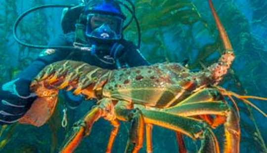 Underwater Kelp Forests Are Declining Around The World