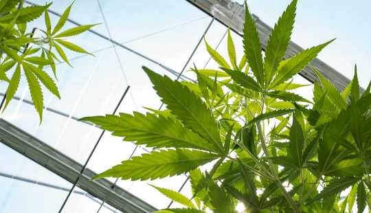 Marijuana Legalisering bringer store endringer