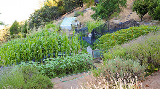 Общая наземная мини-ферма, созданная в округе Медокино, штат Калифорния, в 1982, служит в качестве глобального демонстрационного сайта для бионетного сельского хозяйства. Фото: Cynthia Raiser Jeavons / Экологическая акция