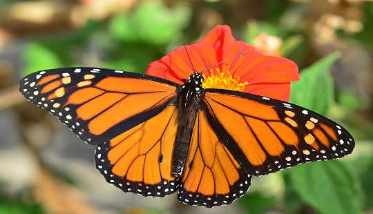 Miten Monarch Butterflies tekee siitä Meksikossa ilman karttaa