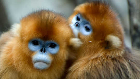 Bagaimana Monyet Membuat Teman dan Mempengaruhi Satu Sama Lain