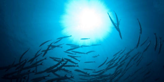 Ocean Warming skaper døde soner som spiser oksygen