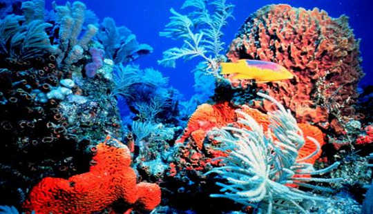 Что вызывает большой выброс Тихого океана в кислород?