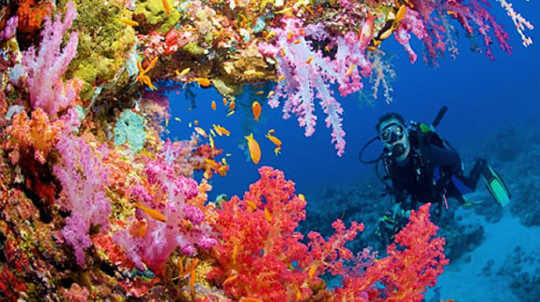 El Niño's warmte heeft deze koraalriffen in spooksteden gemaakt