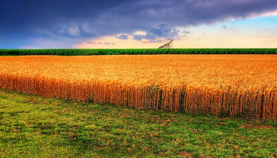 小麦の収穫3 1