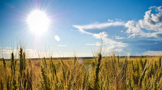 Mặt trời chói lọi đập xuống cánh đồng lúa mì. Hình: Rick qua Flickr