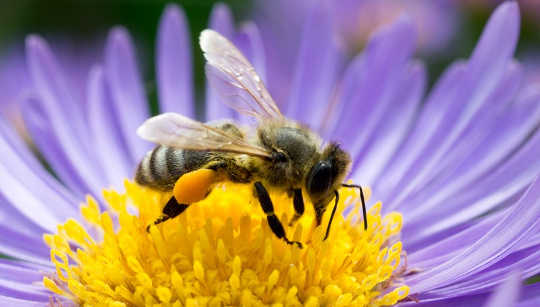 Neonicotinoide sind mit wilden Bienen und Schmetterlingen verbunden