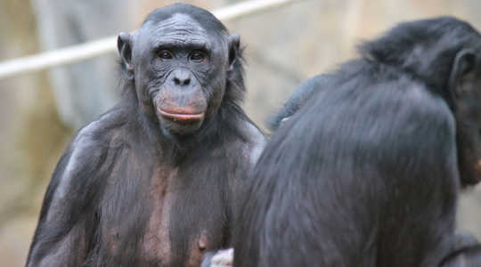 Бонобос может вдохновить нас на то, чтобы наши демократические государства стали более мирными. Википедия, CC BY-SA