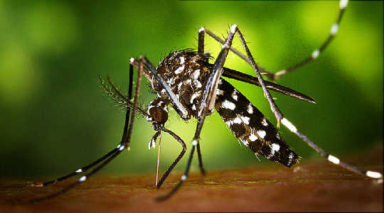 Est-ce que Zika vient dans une ville près de chez vous? Cochez cette carte