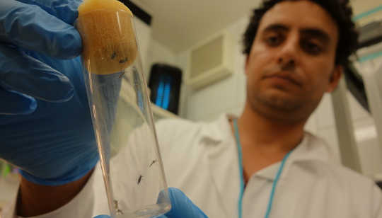 研究人員正在研究伊蚊的大規模飼養技術 - 它們的生成時間僅為2.5週。 IAEA Imagebank，CC BY-NC-ND