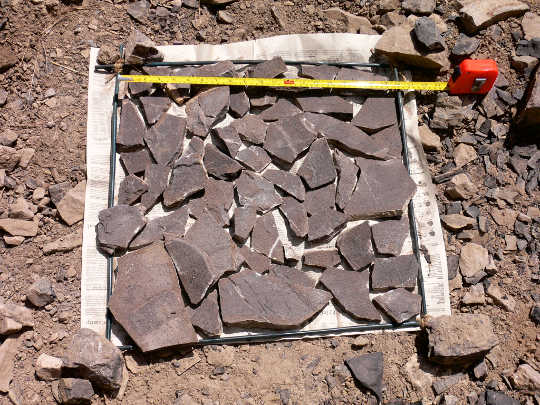 Mga sampol na may hawak na graptolite na mga fossil, na nakolekta nang maramihan mula sa Nevada. (Credit: Charles E. Mitchell)
