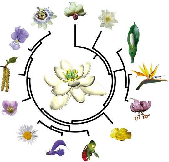 すべての生きた花は最終的に140年前に生存した単一の祖先から派生しています。