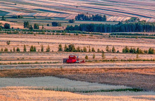 La consommation de boeuf nourri à l'herbe aide-t-elle à lutter contre le changement climatique?