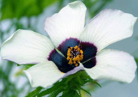 Signal secret de fleurs aux abeilles et autres nanotechnologies étonnantes cachées dans les plantes