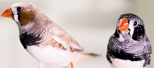 兩隻斑胸草雀。 （圖片來源：Raina Fan / McGill）