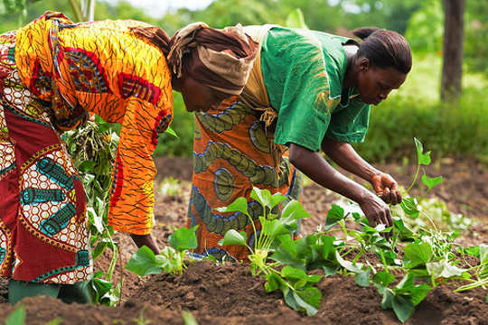 Mengapa Afrika Croplands Menuju Defisit Makanan