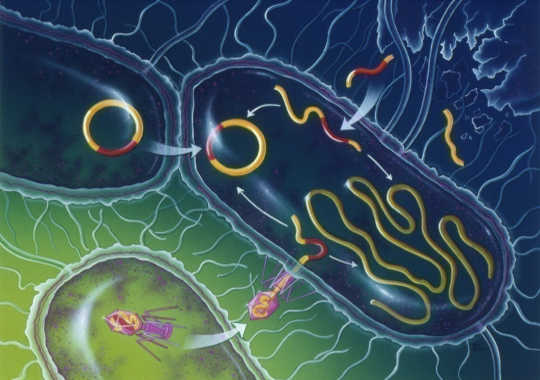Wie Parasiten und Bakterien die Art ändern können, wie Sie denken und fühlen