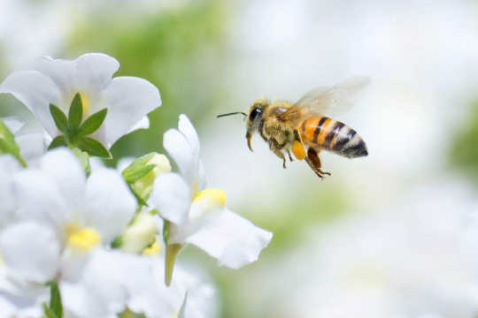 以下是蜜蜂蜇傷的相關信息