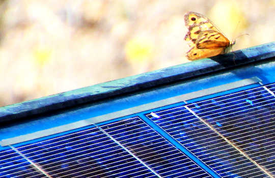 新しい安価な太陽電池は、ピーの成分で作られています