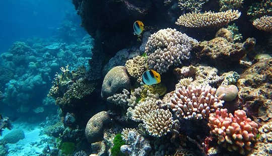 العديد من الشعاب المرجانية في العالم تضررت بالفعل بعد الإصلاح