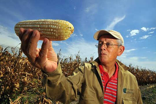 Maailmanlaajuisena elintarvikkeiden kysynnänä ilmastonmuutos iskee Staple-viljelyyn