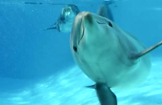 Why Synchronized Swimming Makes Dolphins More Optimistic