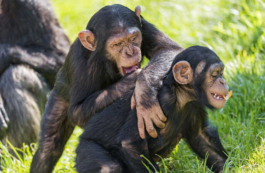 Primat på Play Show Varför Monkeying Around är bra för hjärnan