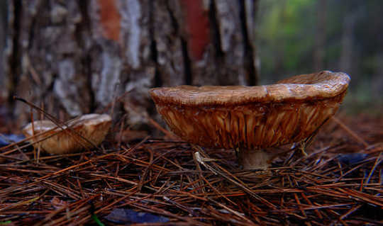 Sienien ja muiden sienien hämmästyttävä monimuotoisuus - ja mahdollinen heikkeneminen