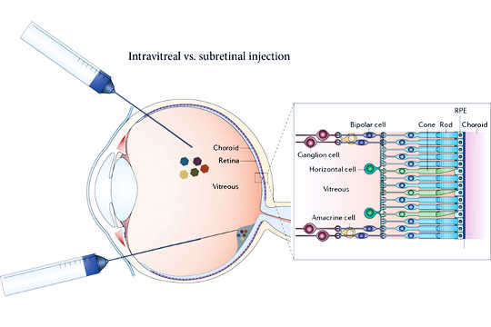 盲目のマウスは遺伝子挿入後に視力を取り戻す
