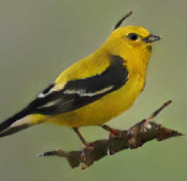 “這隻鳥是黃色的，頭上有黑色，有一個非常短的喙'