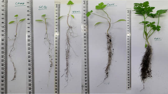 Plantes de persil après 70 jours dans le sol