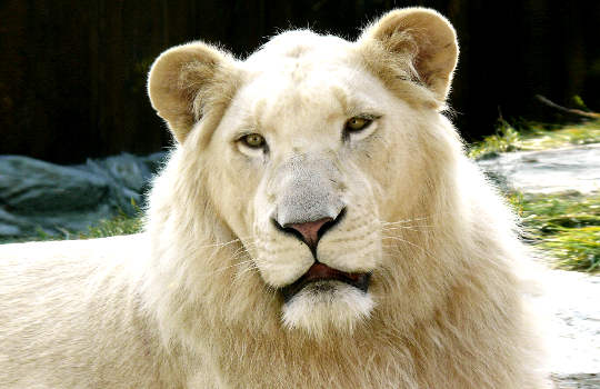 Le Lion blanc de la prophétie zouloue antique: l'alchimiste au cœur d'or